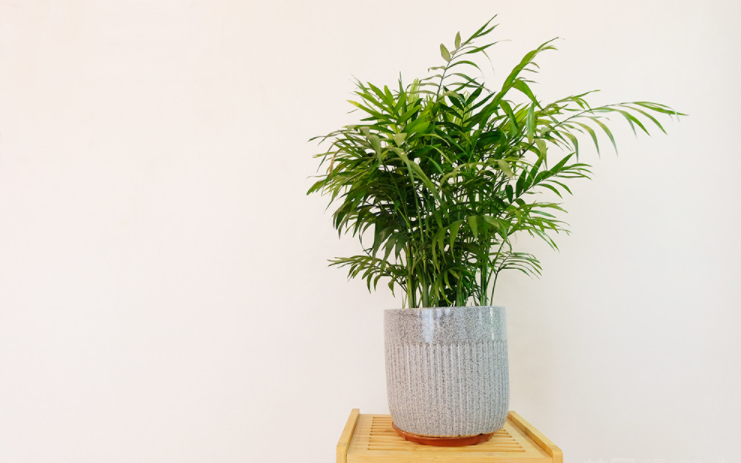 未央区养生SPA会所